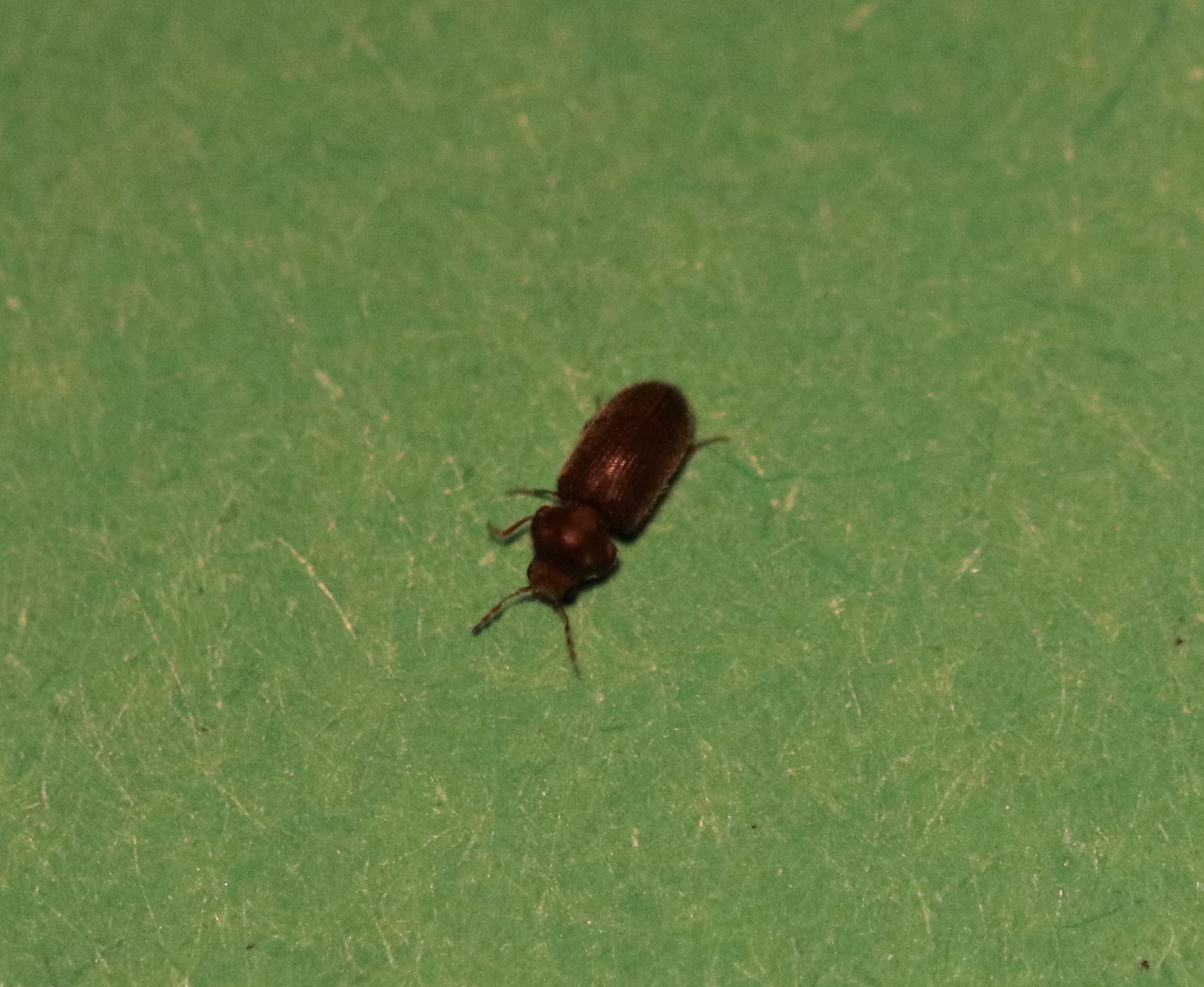 Beetles ?? Rustred Flour Beetle NatureSpot
